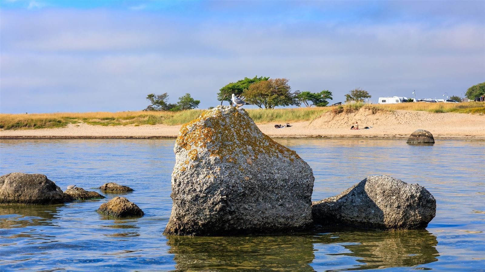 Gotland Möwe auf Felsen
